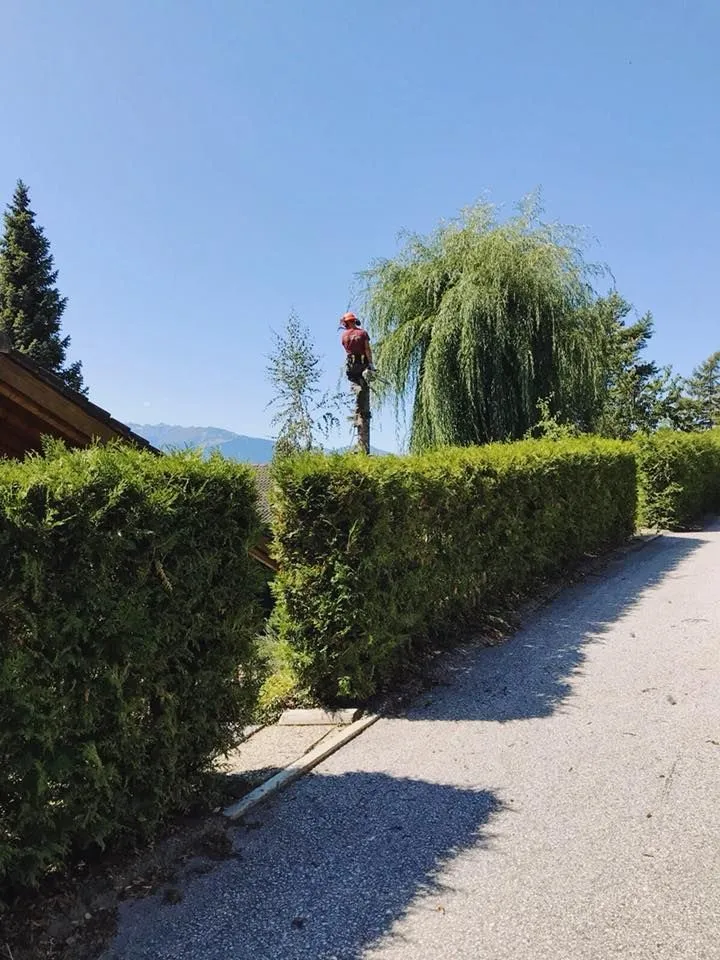 Abattage sécurisé Sierre